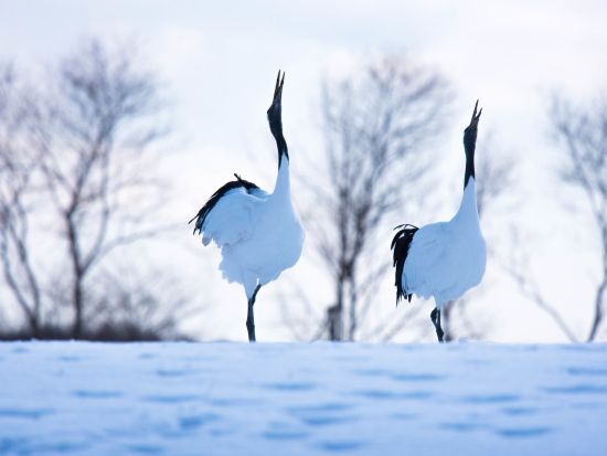 観光タクシー 阿寒湖周辺を巡る 7時間コース＜釧路市発＞4名参加で1名 11,300円～by 金星釧路観光ハイヤー