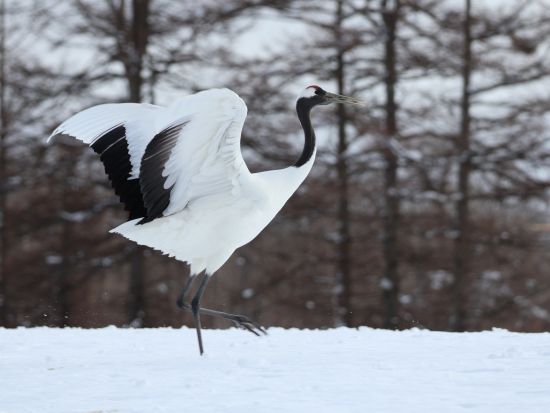 観光タクシー 阿寒湖周辺を巡る 7時間コース＜釧路市発＞4名参加で1名 11,300円～by 金星釧路観光ハイヤー
