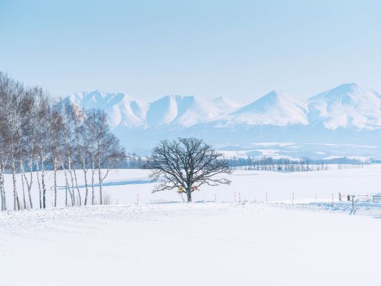 貸切観光タクシー　富良野　ファーム富田＋ふらのワイン　絶景レストランにて昼食＜4時間／1～4名／富良野市内・旭川市内・旭川空港発着＞by 嵐山タクシー