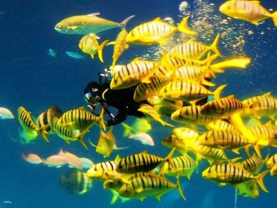 Overnight Experience at Pingtung Aquarium15