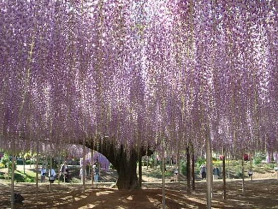 仙台発1泊2日バスツアー 国営ひたち海浜公園のネモフィラ＆あしかがフラワーパーク 癒しの花旅＜里山リゾートホテル宿泊／仙台駅発着＞byクラブツーリズム