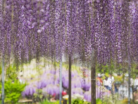 Ashikaga Flower Park_Wisteria Trellis_717402271