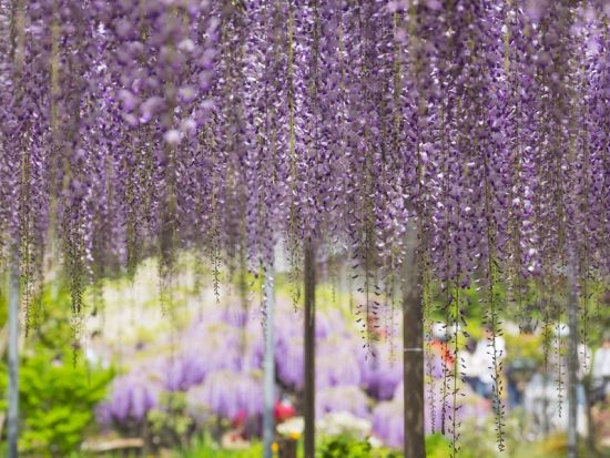 仙台発1泊2日バスツアー 国営ひたち海浜公園のネモフィラ＆あしかがフラワーパーク 癒しの花旅＜里山リゾートホテル宿泊／仙台駅発着＞byクラブツーリズム