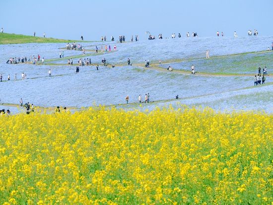 Hitachi Seaside Park_Nemophila_451225354