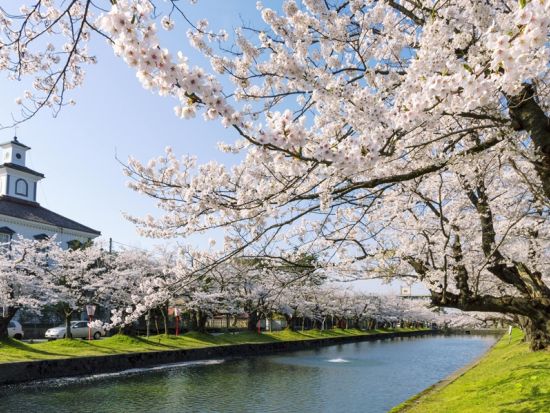 仙台発1泊2日バスツアー 山形の桜とリニューアル加茂水族館 あつみ温泉滞在の癒し旅＜高見屋別邸 久遠宿泊／仙台駅発着＞ by クラブツーリズム