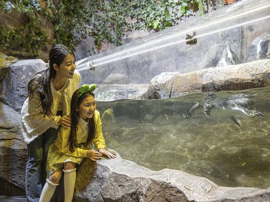 室内動物園「ジュロンジュロン（Zoolung Zoolung）」入場チケット事前購入サービス　雨の日も安心！動物たちとのふれあい体験を満喫 ＜永登浦＞