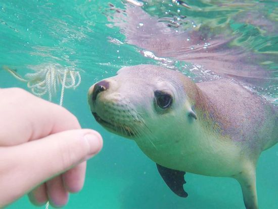 アシカと泳ぐ！野生のアシカふれあい体験ツアー　海中で一緒にシュノーケリングを楽しむ♪＜5時間／9～6月／英語／ポートリンカーン発＞