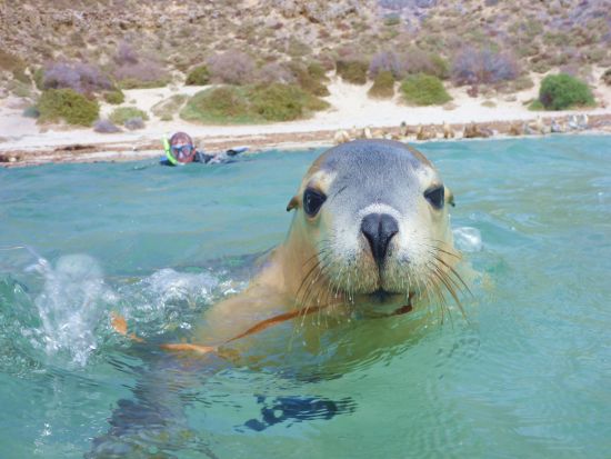 アシカと泳ぐ！野生のアシカふれあい体験ツアー　海中で一緒にシュノーケリングを楽しむ♪＜5時間／9～6月／英語／ポートリンカーン発＞