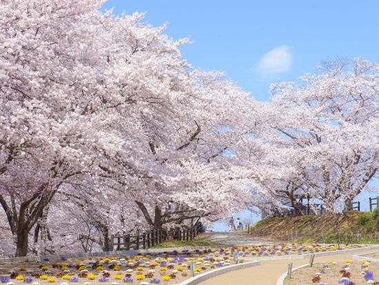 仙台発1泊2日バスツアー 山形の桜とリニューアル加茂水族館 あつみ温泉滞在の癒し旅＜高見屋別邸 久遠宿泊／仙台駅発着＞ by クラブツーリズム