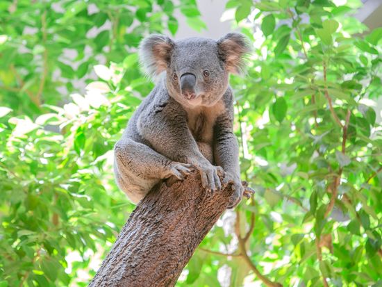 Brisbane_Koala_pixta_63274421_M