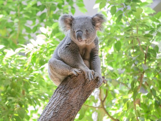 ノースストラドブローク島サンセットツアー　ブラウンレイク＋シリンダービーチ＋ゴージウォーク＋ポイントルックアウトなどを満喫！＜英語ガイド／ブリスベン発＞