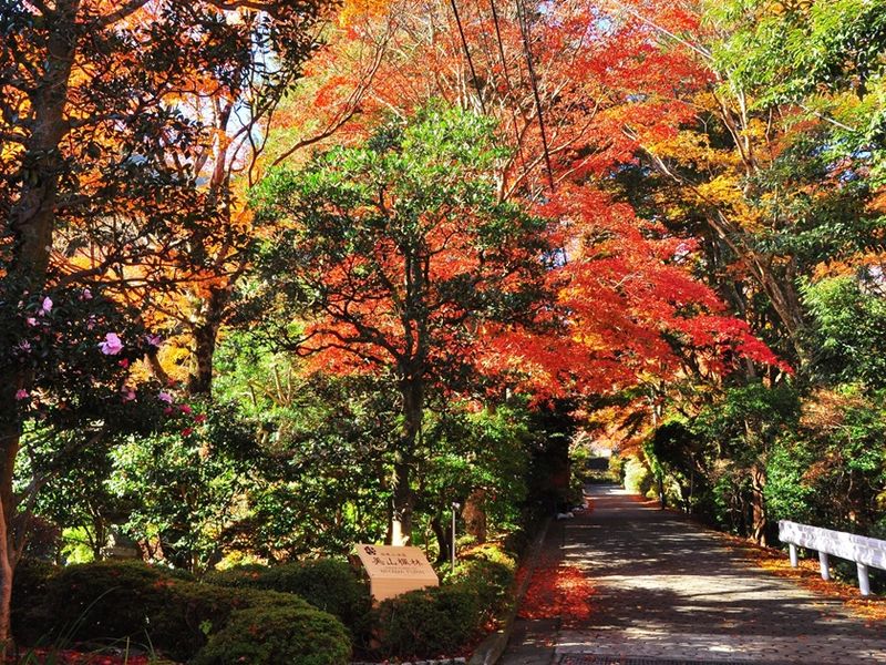 Japan_Autumn_Hakone Kowakien Miyama Maple Forest_pixta_57599598_M