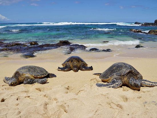 shutterstock_419025031