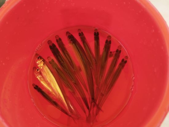 札幌ワカサギ釣りツアー Sapporo Ice Fishing tour 4