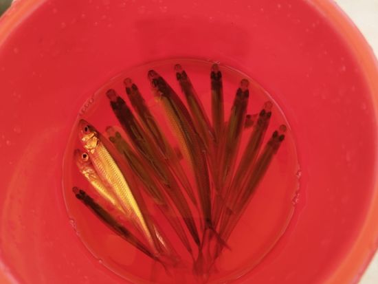 札幌発ワカサギ氷上釣りツアー 茨戸川で楽しむ冬のアウトドア体験＜3歳以上／12～3月／富良野＞