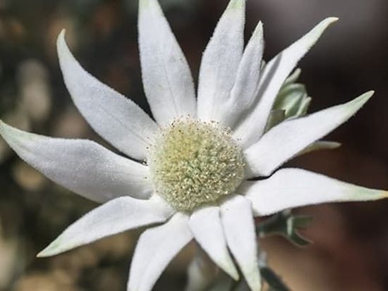 4092_white_flannel_flower