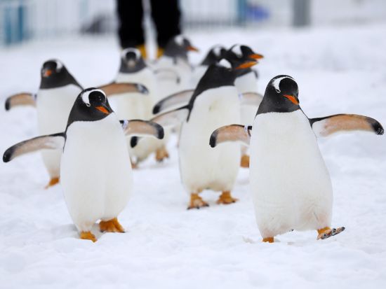 札幌発 冬小樽日帰りバスツアー 小樽運河＋白い恋人パーク＋旧日本郵船小樽支店etc. 開館時期はおたる水族館へもご案内！＜11〜3月／1名様から催行／札幌発＞ 