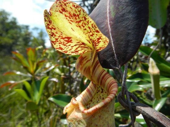 バコ国立公園トレッキングツアー　珍しい野生動植物を観察 ＜日本語ガイド／クチン発＞