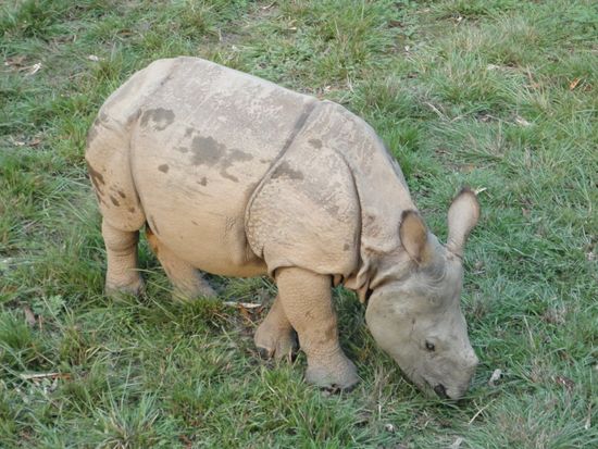 Asian One-horned Rhino Chitwan