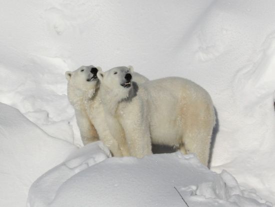 ラヌア動物園（Ranua Wildlife Park）観光ツアー　ランチビュッフェ付きプランあり＜英語／送迎あり／ロヴァニエミ発＞
