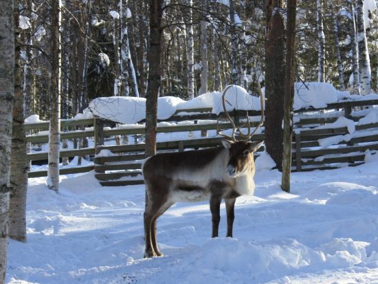 ラヌア動物園（Ranua Wildlife Park）観光ツアー　ランチビュッフェ付きプランあり＜英語／送迎あり／ロヴァニエミ発＞