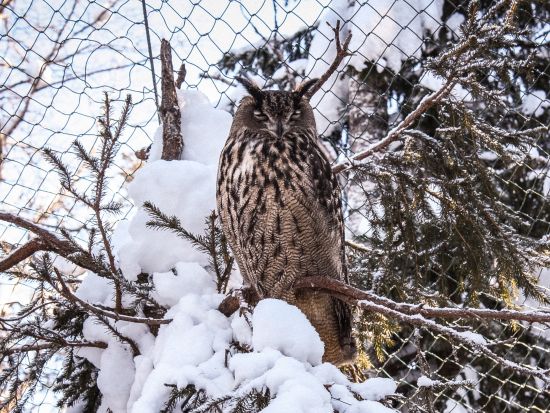 ラヌア動物園（Ranua Wildlife Park）観光ツアー　ランチビュッフェ付きプランあり＜英語／送迎あり／ロヴァニエミ発＞
