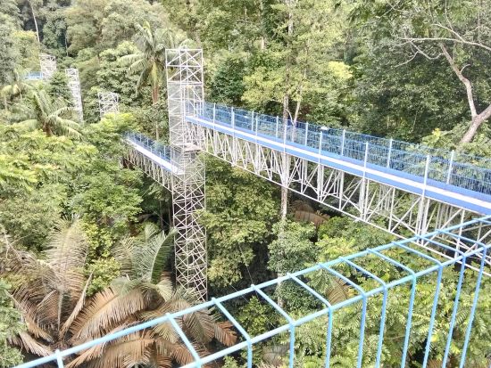 【世界遺産】マレーシア森林研究所（FRIM）：歩いて・登って満喫ツアー＜昼食付き／送迎付き／日本語ガイド＞ 