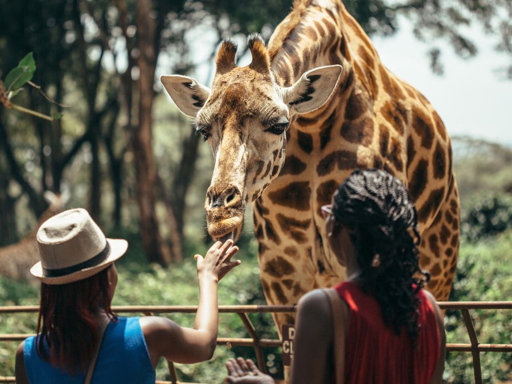 Africa_Kenya_Nairobi_Giraffe_shutterstock_411478390