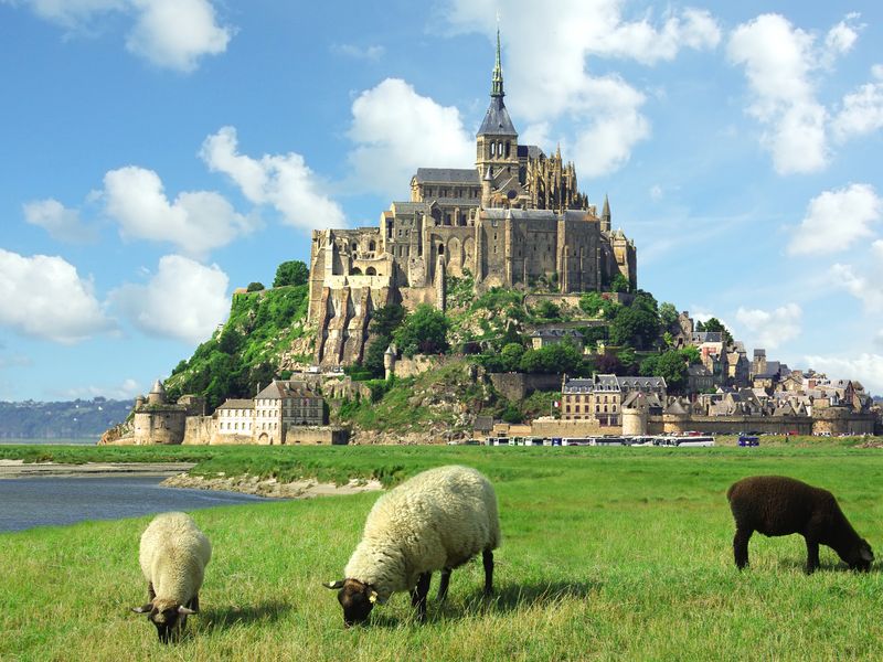 France_Normandy_Mont_Saint_Michel_Sheep_shutterstock_47551900