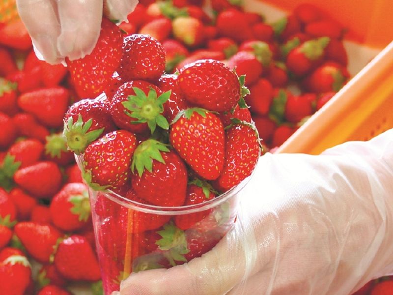 実D_25冬_408_信州いちご狩り_いちご詰め放題_6601