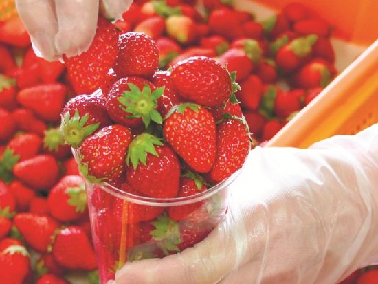 金沢発着日帰りバスツアー シャトレーゼホテル長野ランチブッフェ＋信州いちご狩り　約50種の絶品グルメと果物狩り食べ放題が満喫＜3月～4月＞