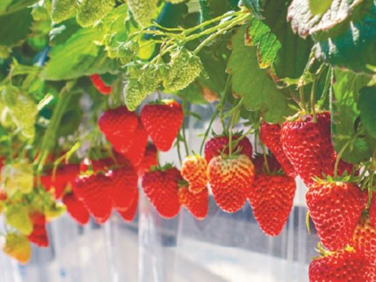 金沢発着日帰りバスツアー シャトレーゼホテル長野ランチブッフェ＋信州いちご狩り　約50種の絶品グルメと果物狩り食べ放題が満喫＜3月～4月＞