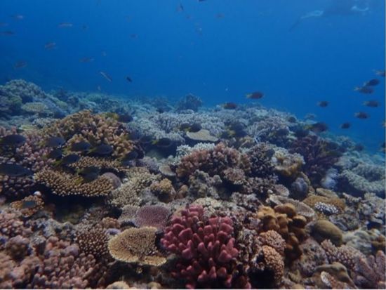 【冬季限定】水納島 半日ボートシュノーケリング＆プチ上陸ツアー♪少人数制&写真無料付き♪＜約1時間30分／本部町＞by マリンショップ・マーメイド