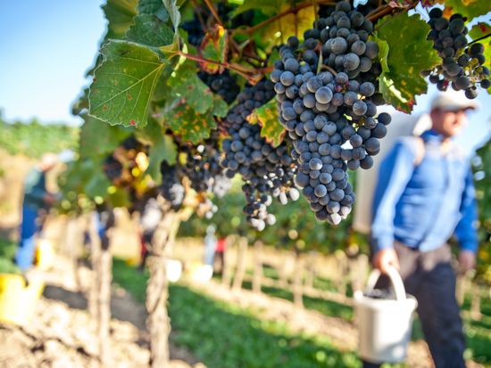 Generic_Wine_Vineyard_shutterstock_88745884