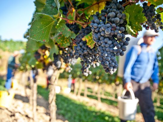 ハーンドルフ＆アデレードヒルズ日帰りツアー　ホップオンホップオフで自由にワイナリーや街並みを満喫！＜アデレード発＞