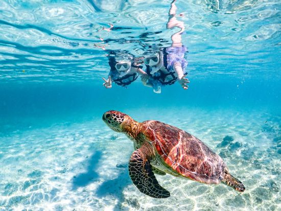 美ら海シュノーケリング 熱帯魚やサンゴ礁を観察＆超高確率でウミガメに遭遇！＜1～2時間／宮古島＞