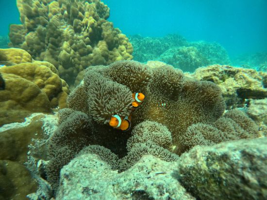 【北部発・本部町開催】バナナボートで行く！ウミガメが棲む瀬底島周辺シュノーケリング♪リアル水族館の水中世界へご案内します！スリル満点アクティビティ付き