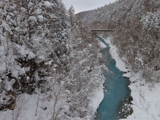 札幌発 日帰りバスツアー 旭山動物園と美瑛白ひげの滝、木のぬくもり感じるニングルテラスへ＜1名から催行／札幌市内発着＞