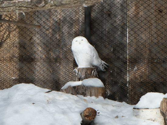 札幌発 日帰りバスツアー 旭山動物園と美瑛白ひげの滝、木のぬくもり感じるニングルテラスへ＜1名から催行／札幌市内発着＞