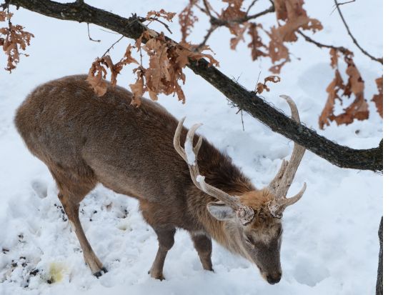 札幌発 日帰りバスツアー 旭山動物園と美瑛白ひげの滝、木のぬくもり感じるニングルテラスへ＜1名から催行／札幌市内発着＞
