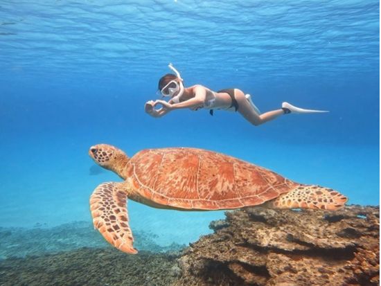 ウミガメシュノーケル 少人数制＆初心者歓迎！安心サポート付き PADI公認ガイド同行の海遊びツアー＜約3時間／石垣島＞