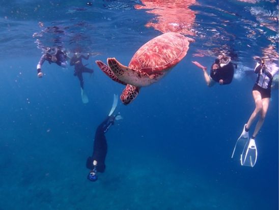 ウミガメシュノーケル 少人数制＆初心者歓迎！安心サポート付き PADI公認ガイド同行の海遊びツアー＜約3時間／石垣島＞