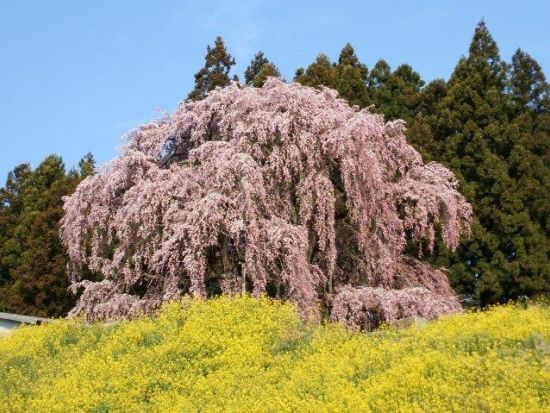 【4/13催行決定】仙台発日帰りバスツアー 日本三大桜・三春滝桜と福島の名桜を巡る旅＜お弁当付／仙台駅発着＞ by クラブツーリズム