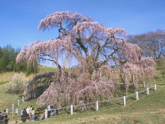 ダウンロード (47)