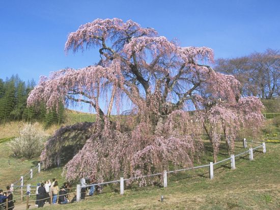 【4/13催行決定】仙台発日帰りバスツアー 日本三大桜・三春滝桜と福島の名桜を巡る旅＜お弁当付／仙台駅発着＞ by クラブツーリズム