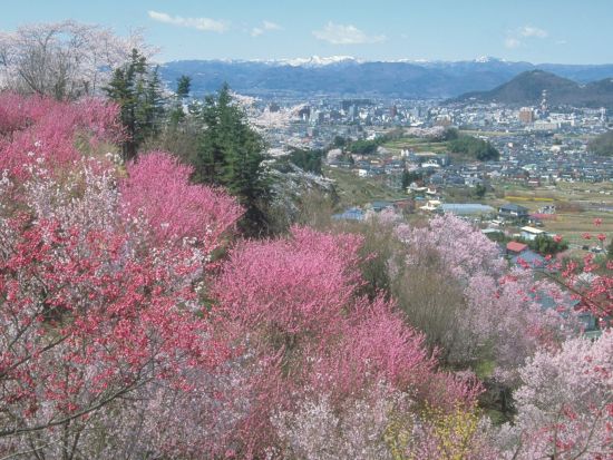 【4/13催行決定】仙台発日帰りバスツアー 日本三大桜・三春滝桜と福島の名桜を巡る旅＜お弁当付／仙台駅発着＞ by クラブツーリズム
