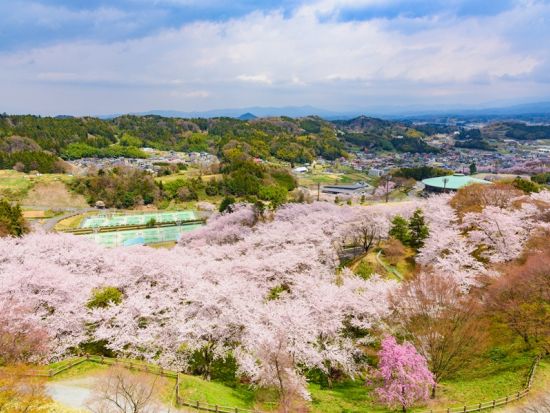 【4/13催行決定】仙台発日帰りバスツアー 日本三大桜・三春滝桜と福島の名桜を巡る旅＜お弁当付／仙台駅発着＞ by クラブツーリズム