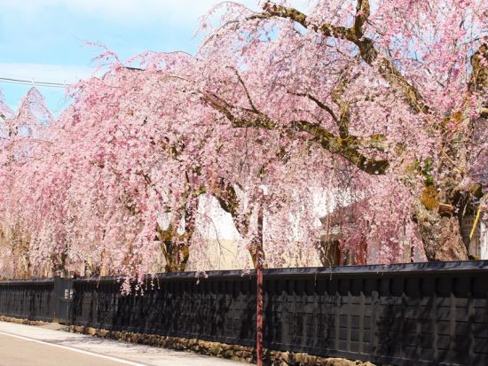 仙台発日帰りバスツアー 北東北の春を満喫！北上と角館で桜を愛でる旅＜お弁当付／仙台駅発着＞ by クラブツーリズム