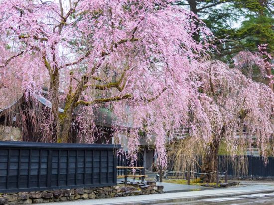 仙台発日帰りバスツアー 北東北の春を満喫！北上と角館で桜を愛でる旅＜お弁当付／仙台駅発着＞ by クラブツーリズム
