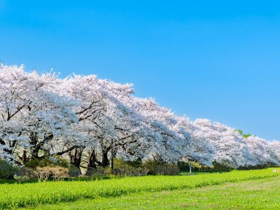 仙台発日帰りバスツアー 北東北の春を満喫！北上と角館で桜を愛でる旅＜お弁当付／仙台駅発着＞ by クラブツーリズム